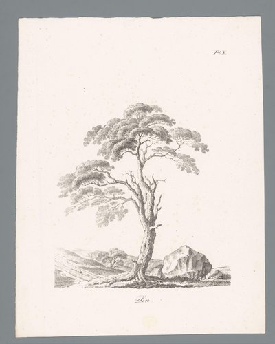 Den Pin (serie: Studi di alberi) da J. Bernard