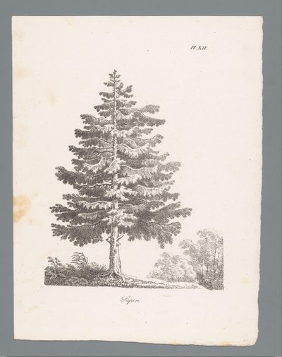 Abete da J. Bernard