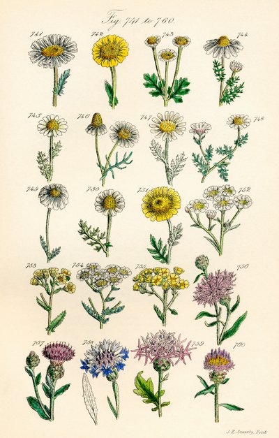 Pagina di illustrazioni a colori da Fiori Selvatici Britannici dopo un