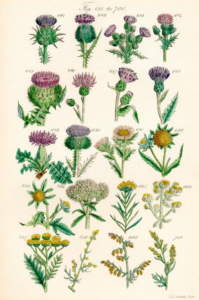 Pagina di illustrazioni a colori da Fiori Selvatici Britannici dopo un