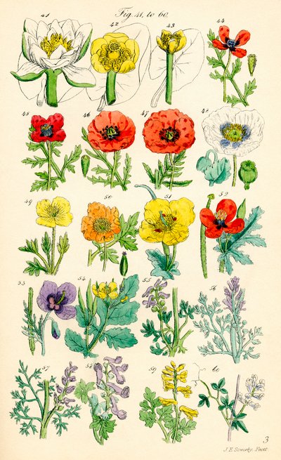 Pagina di illustrazioni a colori da Fiori Selvatici Britannici dopo un