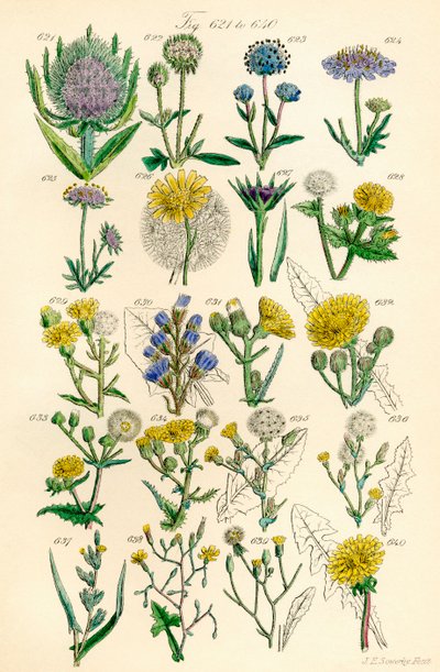 Pagina di illustrazioni a colori da British Wild Flowers dopo un