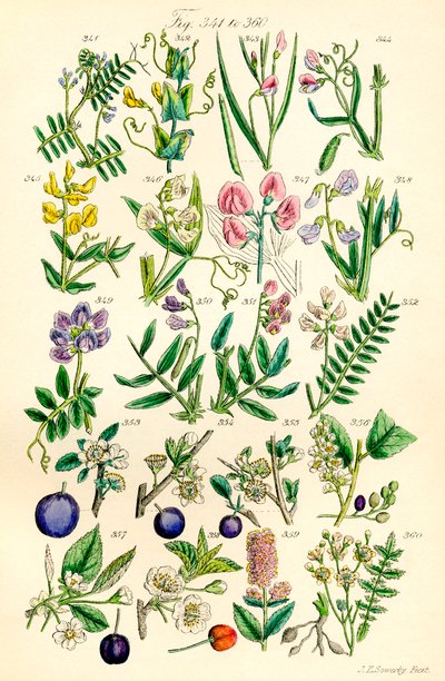 Pagina di illustrazioni a colori da British Wild Flowers dopo un