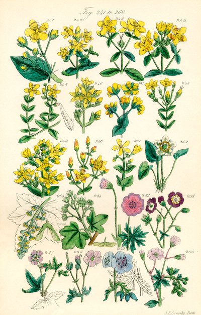 Pagina di illustrazioni a colori da British Wild Flowers dopo un