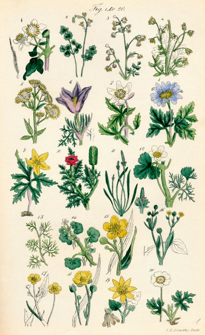 Pagina di illustrazioni a colori da British Wild Flowers dopo un