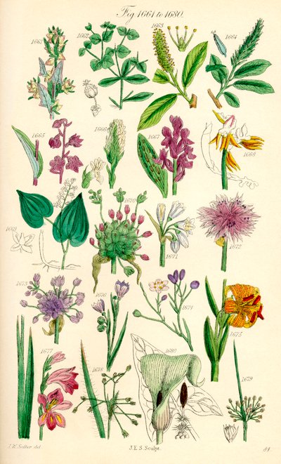 Pagina di illustrazioni a colori da British Wild Flowers dopo un