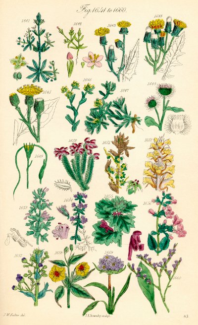 Pagina di illustrazioni a colori da British Wild Flowers dopo un