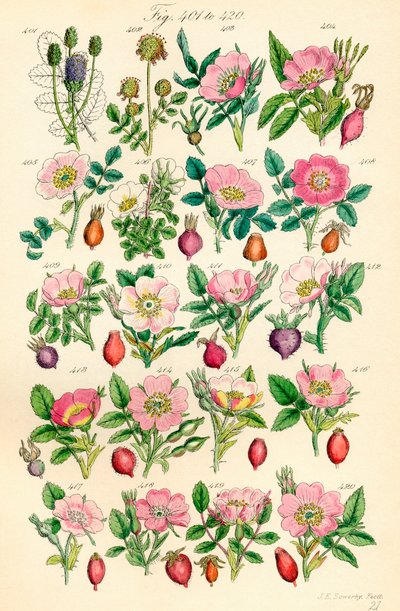 Pagina di illustrazioni a colori da British Wild Flowers da J. E. and Johnson C. P.  Sowerby