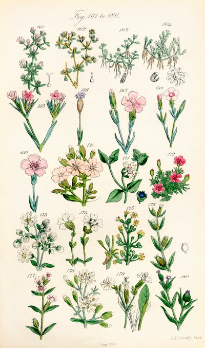 Pagina di illustrazioni a colori da British Wild Flowers da J. E. and Johnson C. P.  Sowerby