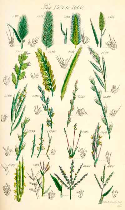 Pagina di illustrazioni a colori da British Wild Flowers da J. E. and Johnson C. P.  Sowerby