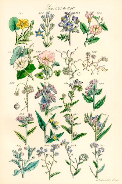 Pagina di illustrazioni a colori da British Wild Flowers da J. E. and Johnson C. P.  Sowerby