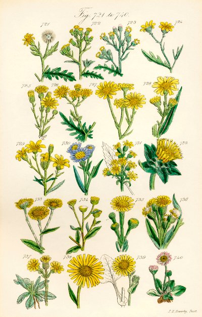 Pagina di illustrazioni a colori da British Wild Flowers da J. E. and Johnson C. P.  Sowerby