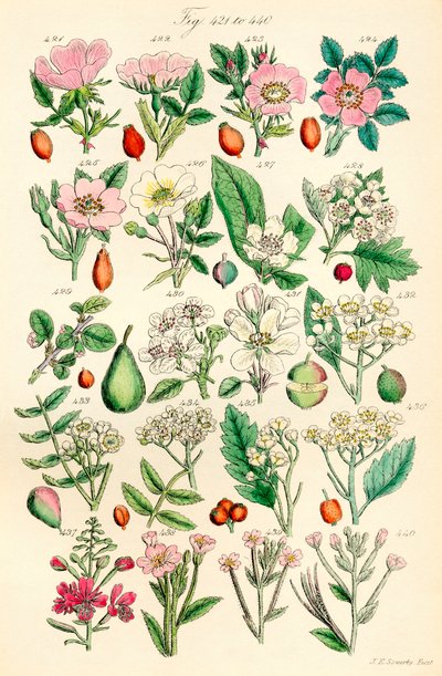 Pagina di illustrazioni a colori da British Wild Flowers da J. E. and Johnson C. P.  Sowerby