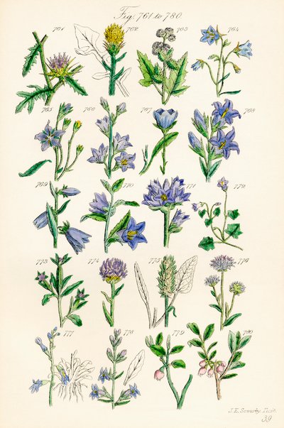Pagina di illustrazioni a colori da British Wild Flowers da J. E. and Johnson C. P.  Sowerby