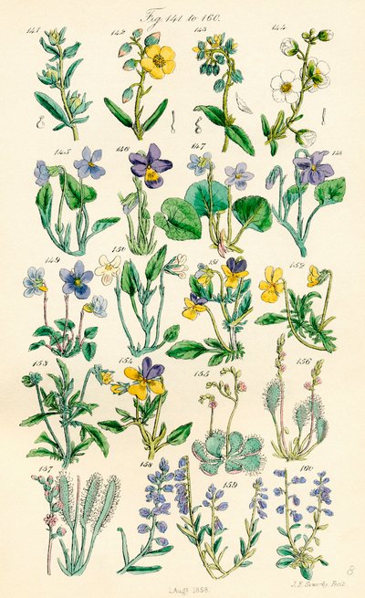 Pagina di illustrazioni a colori da British Wild Flowers dopo un