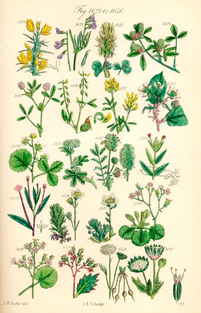 Pagina di illustrazioni a colori da British Wild Flowers dopo un