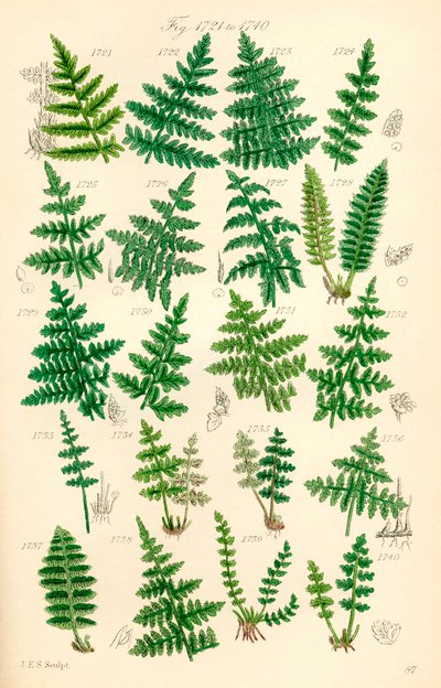 Pagina di illustrazioni a colori da British Wild Flowers dopo un