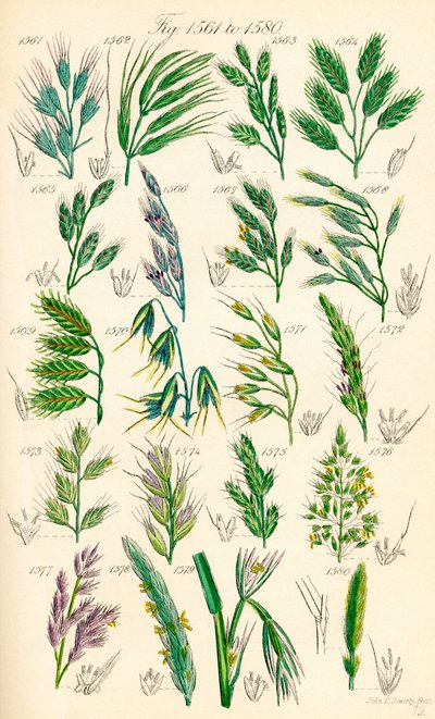 Pagina di illustrazioni a colori da British Wild Flowers dopo un