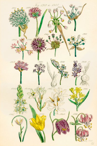 Pagina di illustrazioni a colori da British Wild Flowers dopo un