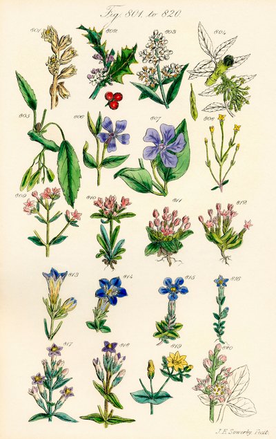 Pagina di illustrazioni a colori da British Wild Flowers dopo un