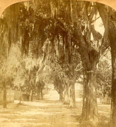 Ingresso a St. Augustine, Florida, USA, 1901 da J. F. Jarvis
