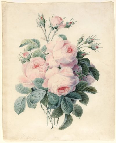 Ramo di rose centifolia da J. Herzog