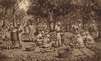 Rompere i baccelli di cacao a Trinidad da J. Macfarlane