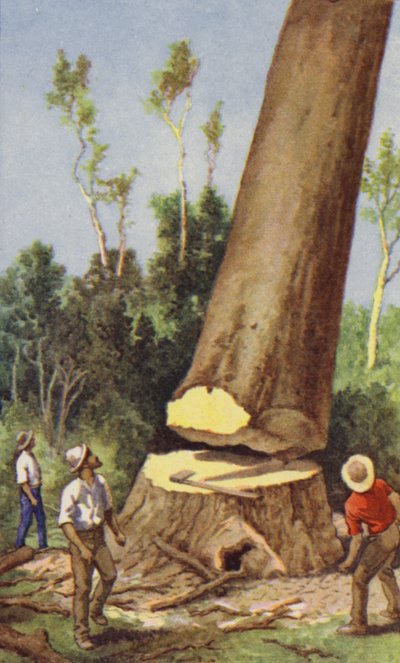 Abbattimento di un pino kauri da J. Macfarlane