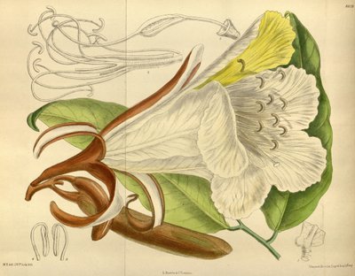 Baikiaea insignis, Fabaceae, Caesalpinioideae da J. N. Fitch