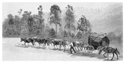 Raccolta di cedri sul fiume Richmond, Nuovo Galles del Sud, Australia da J. R. Ashton
