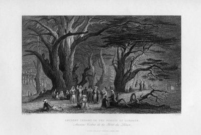Antichi cedri nella foresta del Libano, 1841 da J. Redaway