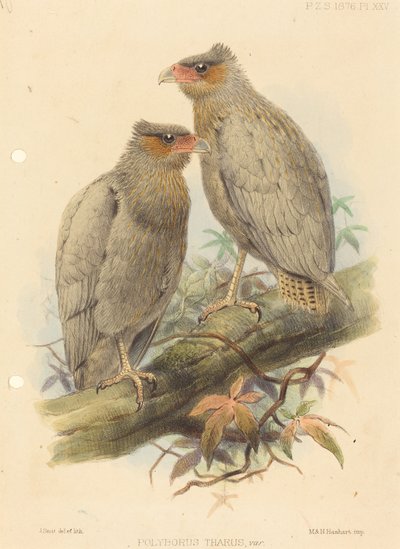 Polyborus Tharus, Var. da J. Smit