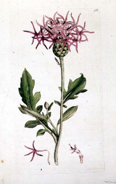 Fiordaliso maggiore, da un volume di 
