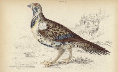 Centrocercus Urophasianus da J. Stewart