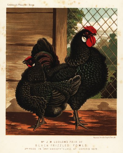 Gallina e gallo neri arricciati da J. W. (after) Ludlow