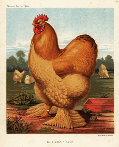 Gallo Cochin fulvo da J. W. (after) Ludlow