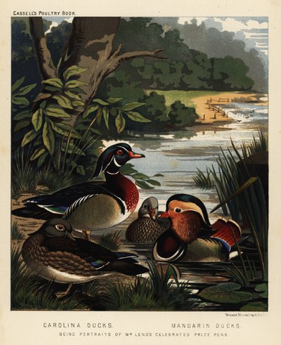 Anatre della Carolina, Aix sponsa, e anatre Mandarine, Aix galericulata da J. W. (after) Ludlow