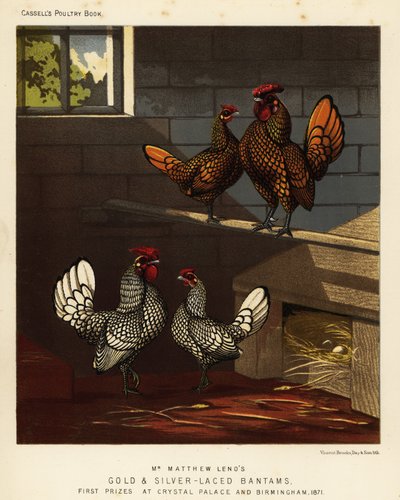 Gallo e gallina bantam dorati e argentati da J. W. (after) Ludlow