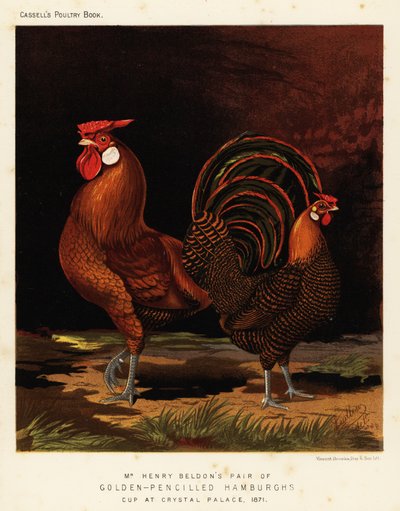 Hamburgh dorato a matita da J. W. (after) Ludlow