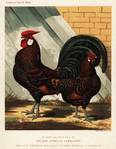 Gallo e gallina Hamburgh dorati a macchie da J. W. (after) Ludlow