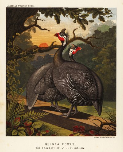 Faraone da J. W. (after) Ludlow