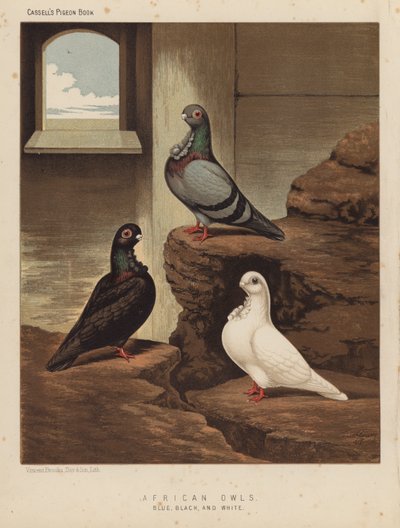 Piccioni: Gufi africani, blu, neri e bianchi da J. W. (after) Ludlow