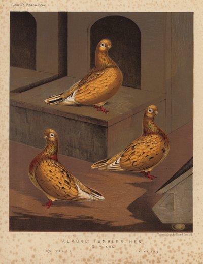 Piccioni: Almond Tumbler Hen da J. W. (after) Ludlow