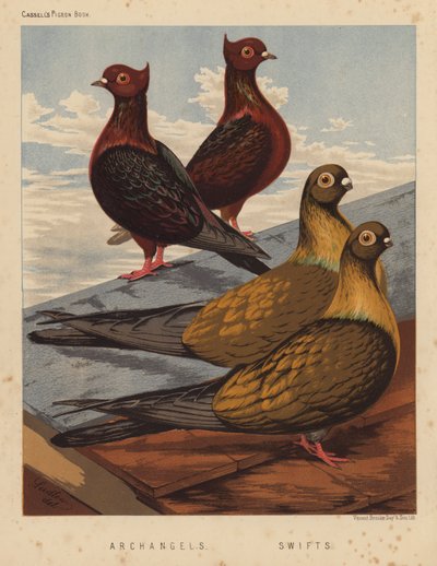 Piccioni: Archangels; Swifts da J. W. (after) Ludlow