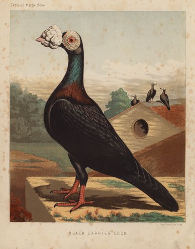 Piccioni: Black Carrier Cock da J. W. (after) Ludlow