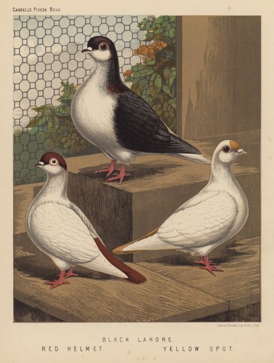 Piccioni: Lahore Nero; Elmetto Rosso; Macchia Gialla da J. W. (after) Ludlow