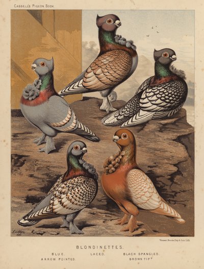 Piccioni: Blondinettes, Blue, Laced, Black Spangled, Arrow Pointed, Brown Tipped da J. W. (after) Ludlow