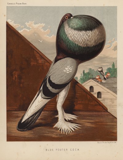 Piccioni: Blue Pouter Cock da J. W. (after) Ludlow