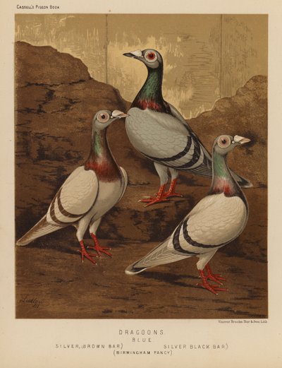 Piccioni: Dragoni, Blu, Argento, Barra Marrone, Argento, Barra Nera, Birmingham Fancy da J. W. (after) Ludlow