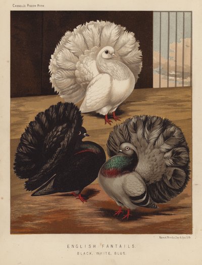 Piccioni: Fantail Inglesi, Neri, Bianchi, Blu da J. W. (after) Ludlow